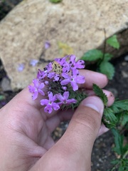 Glandularia canadensis