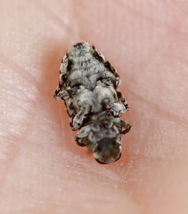 Tropideres albirostris