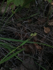 Melica nutans