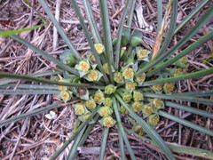 Euphorbia silenifolia