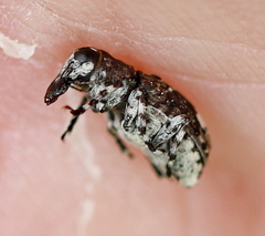 Tropideres albirostris