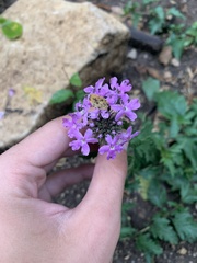 Glandularia canadensis