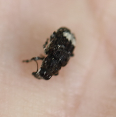 Tropideres albirostris