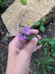 Glandularia canadensis
