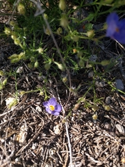 Giliastrum rigidulum