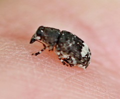 Tropideres albirostris