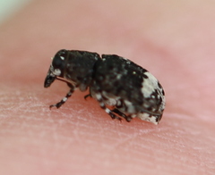 Tropideres albirostris
