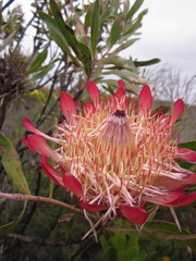 Protea susannae