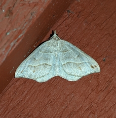 Macaria lorquinaria