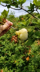 Exobasidium rhododendri