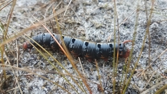 Hyles biguttata