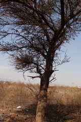 Vachellia tortilis