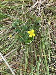 Potentilla erecta