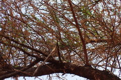 Vachellia tortilis