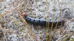 Hyles biguttata