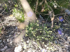 Giliastrum rigidulum