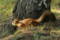 Sciurus vulgaris