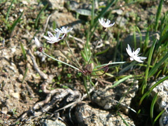 Strumaria tenella tenella