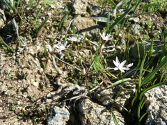 Strumaria tenella tenella