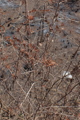 Dichrostachys cinerea