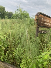 Helianthus salicifolius
