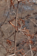 Dichrostachys cinerea