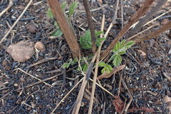 Dichrostachys cinerea