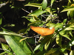 Vindula dejone erotella