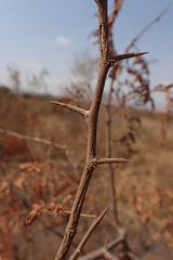 Dichrostachys cinerea