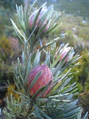 Leucadendron album