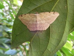 Calletaera dentata