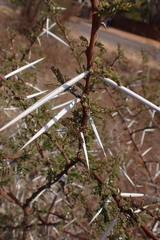 Vachellia tortilis