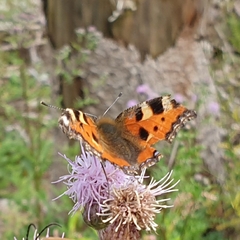 Aglais urticae