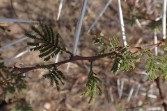 Vachellia tortilis