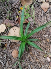 Eryngium proteiflorum