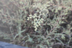 Euphorbia amplexicaulis