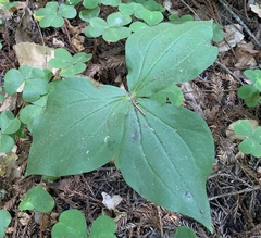 Trillium ovatum