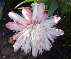 Protea punctata