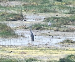 Ardea cinerea