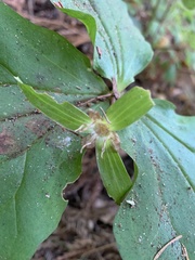 Trillium ovatum
