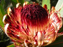 Protea lorifolia