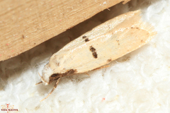 Stibaromacha ratella