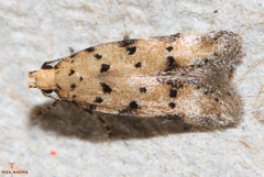 Pseudotelphusa occidentella