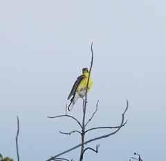 Sphecotheres vieilloti