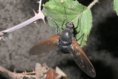 Satyramoeba hetrusca