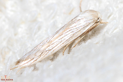 Pterolonche albescens
