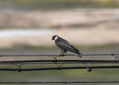 Falco amurensis