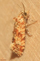Aethes margarotana