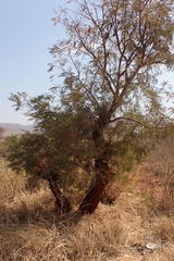 Peltophorum africanum