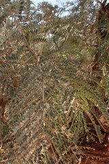 Peltophorum africanum